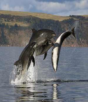 chanonry-point